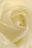 This immersive close-up draws you into the tranquil heart of a creamy-white rose, as if you're sheltered amidst its petals on a quiet Whetstone afternoon. Each layer seems feather-light, unfurling in a soft spiral that beckons the imagination to contemplate its smooth, dew-kissed texture. Illuminated by understated, natural light reminiscent of gentle days spent around Woodside Park, the petals cast delicate shadows, lending the flower a sense of calm depth and understated drama. The atmosphere here is one of reflective peace, well-suited for sincere sympathy, genuine admiration, or celebrating fresh beginnings-echoing favoured selections at Whetstone Florist. One can almost sense the tender, innocent fragrance, so subtle yet uplifting. The close perspective honours not just the flower itself, but the intention and care behind its selection-making this rose a comforting choice for local occasions, from quiet remembrances to joyous milestones celebrated right here in the heart of Whetstone.